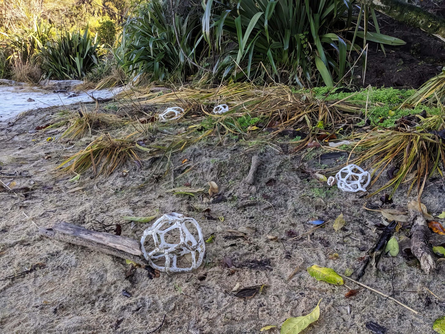 White basket fungus on the beach at Abel Tasman National Park