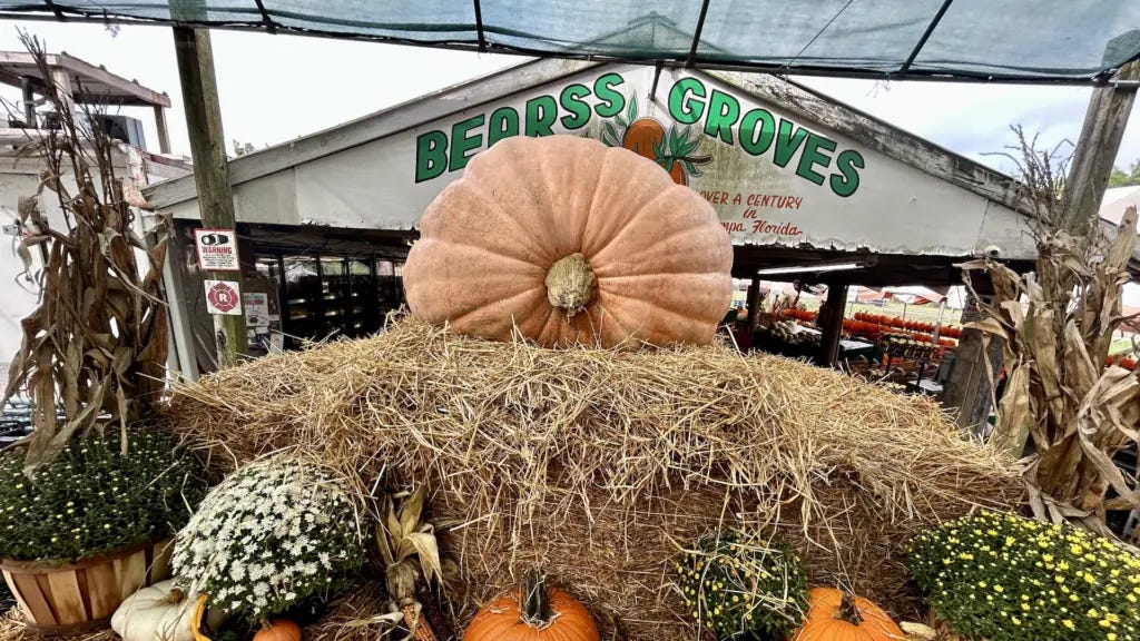 1,500-pound pumpkin arrives at Bearss Groves - That's So Tampa