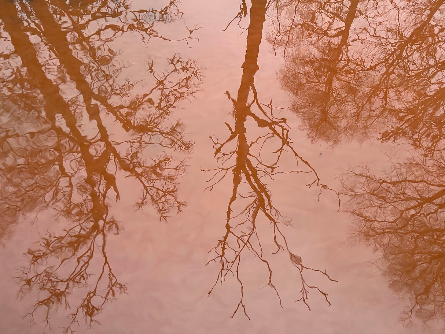 Orange puddles on a sandstone track mirror and reflect bare branched winter trees