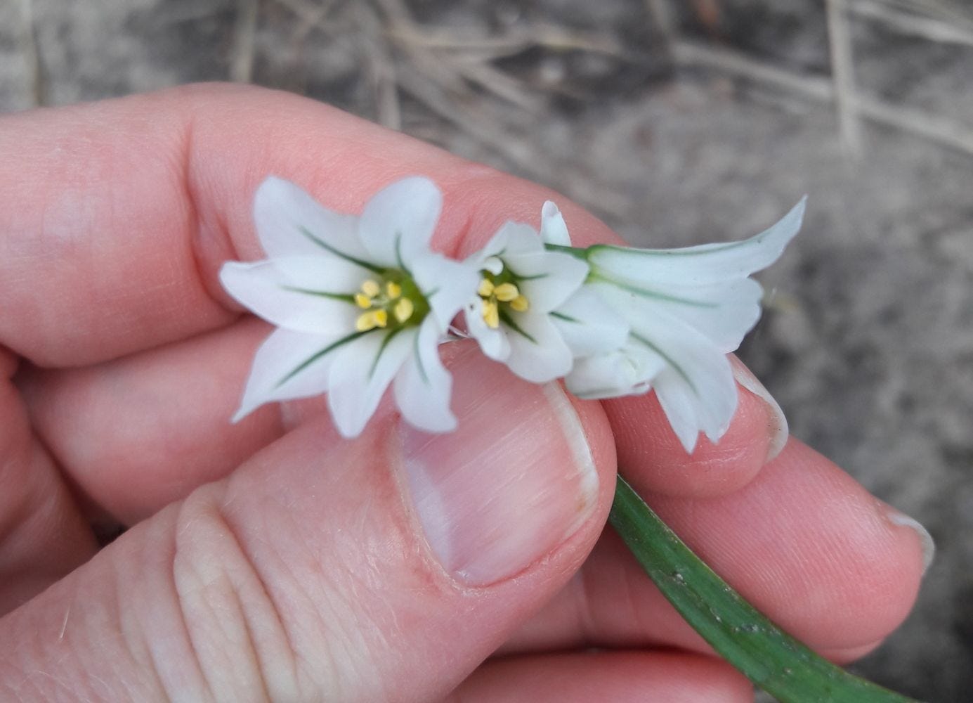 Allium triquetrum [Flower - Apollo Bay, VIC, 2022] sml.jpg