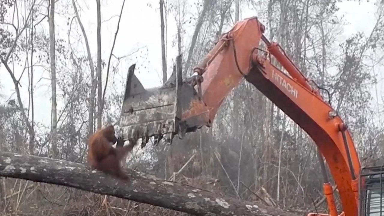 Orangutan on a felled treehands raised against the shovel of an excavator, trying to save his home.