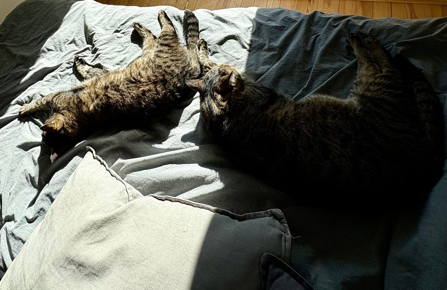 Harry and Toto (cats) lying in the sun on the bed