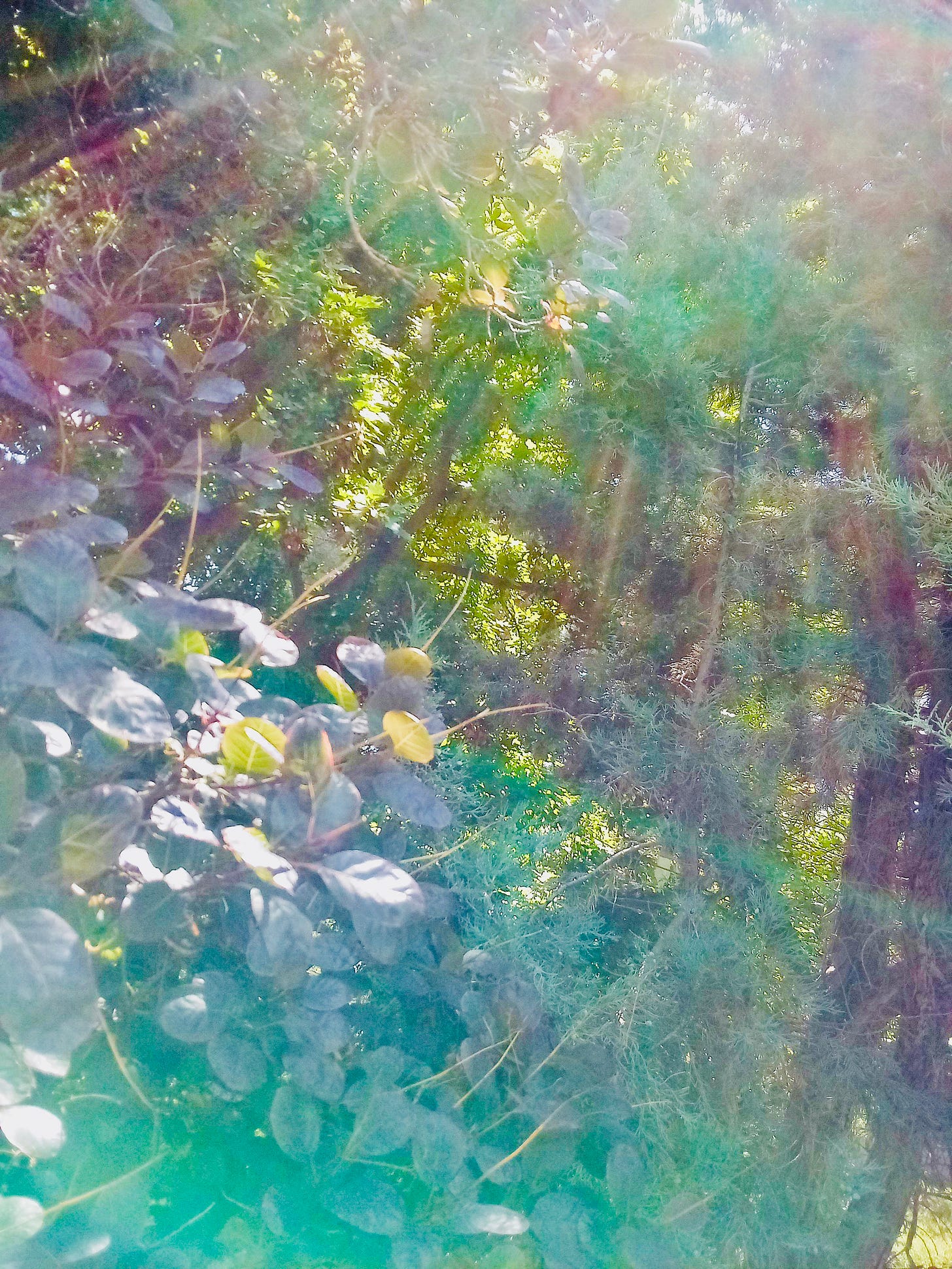 Sunbeam through tree leaves