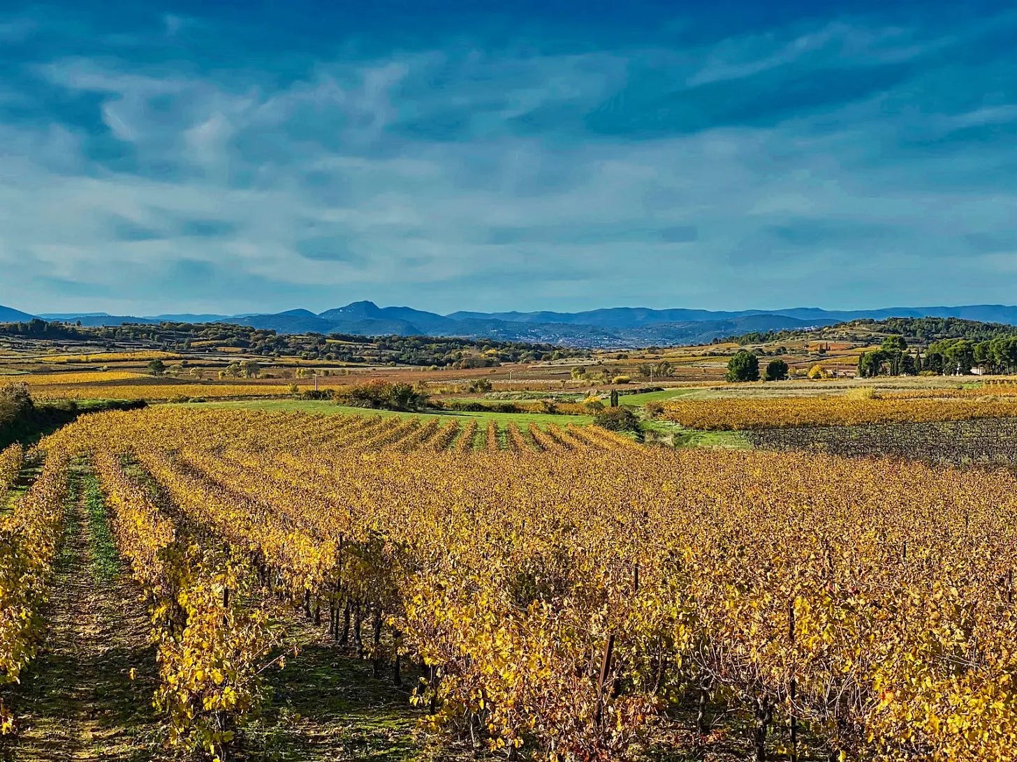 Mini aventure : dans les vignes rouges Mini aventure : dans les vignes rouges