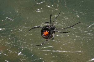 black widow spider