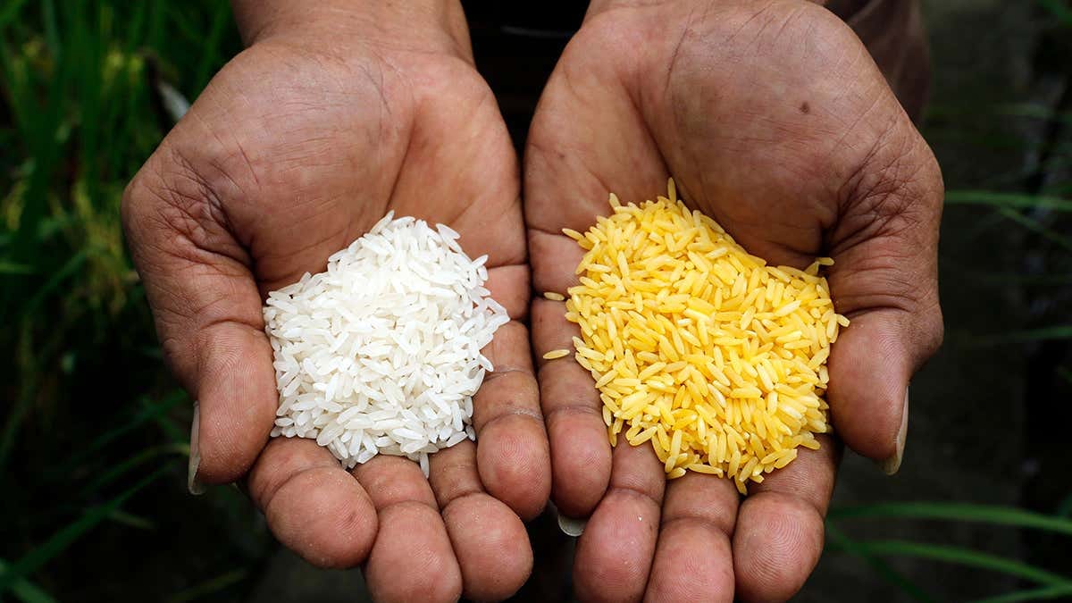 GM golden rice gets landmark safety approval in the Philippines | New  Scientist