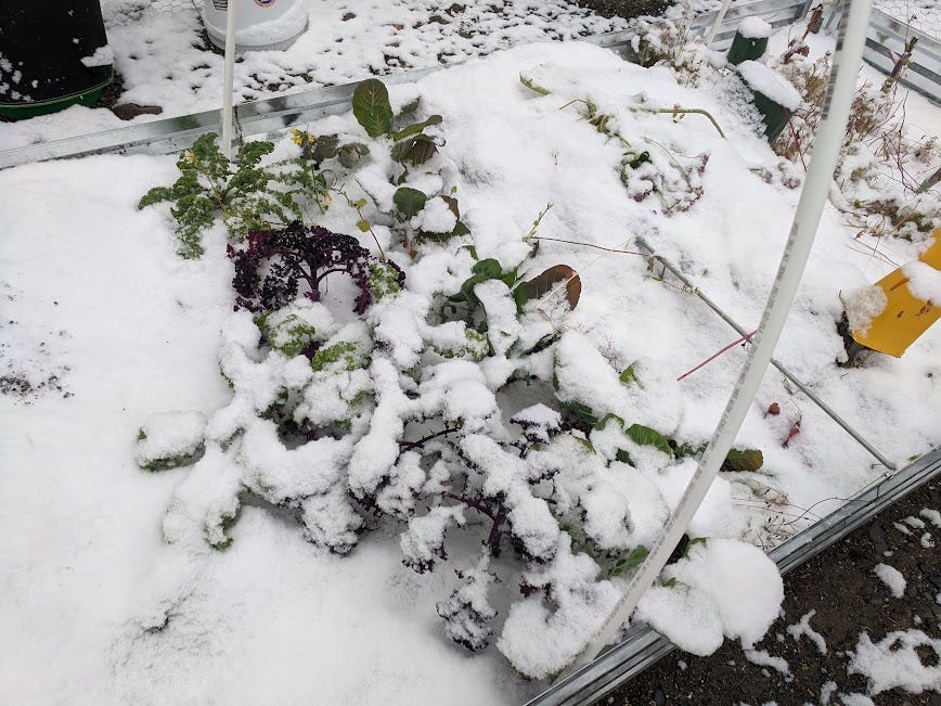 a snow-covered raised garden bed