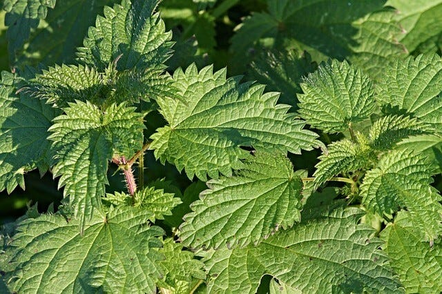 Nature's Supermarket: Wood Nettle & Stinging Nettle – The Rockfall  Foundation