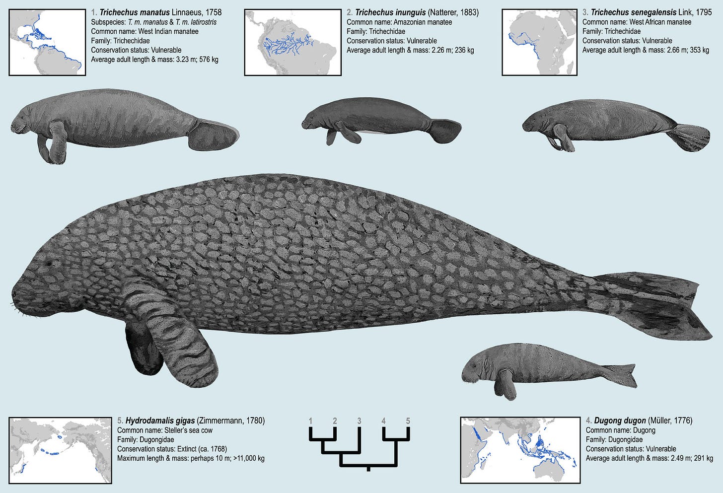 New Research Tracks Evolution of Sea Cows | Sci.News