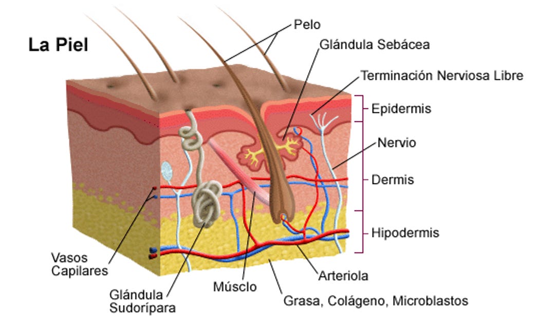Estructura de la piel para entender el rejuvenecimiento de la piel
