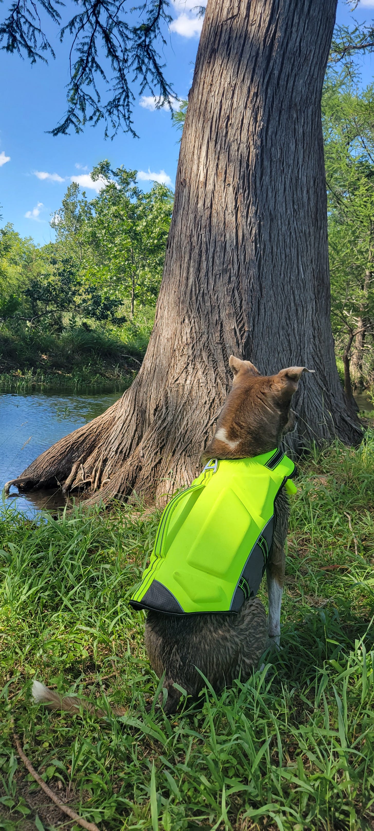 A brown and white dog in a neon yellow lifejacket sits on the shore of a river with her back to the camera.
