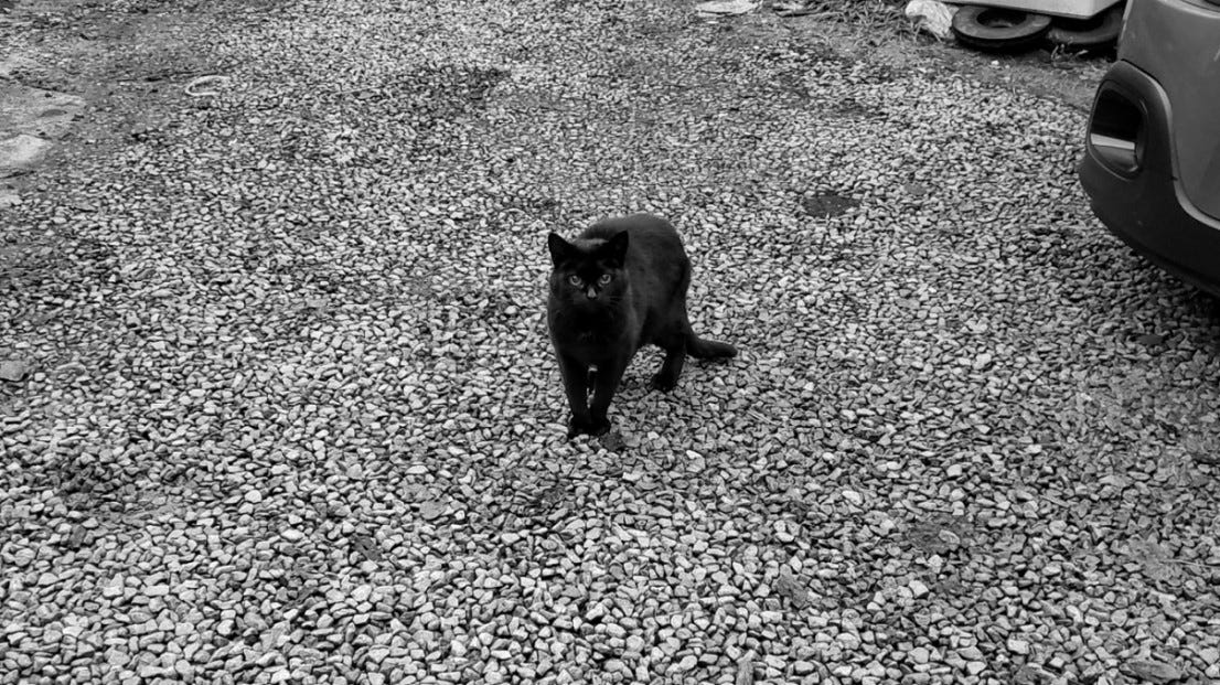 A black cat standing on a pebbled drive stares intently at the camera