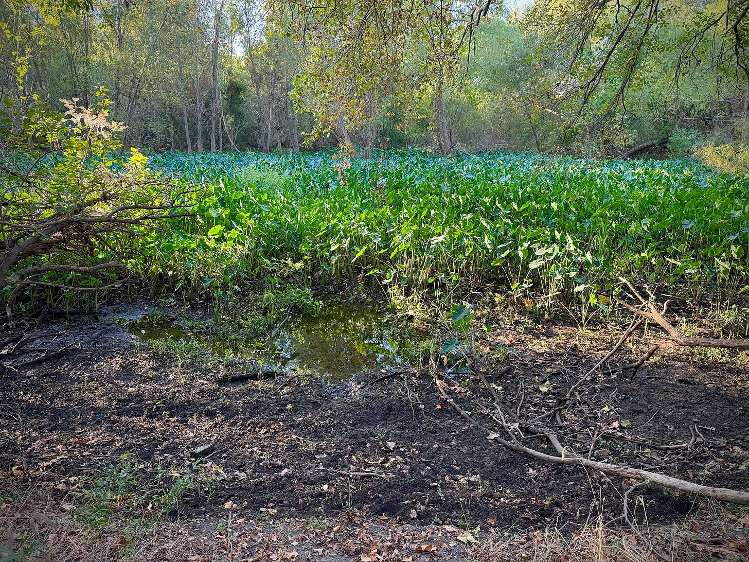 Elephant ears plant growing in an urban wetland