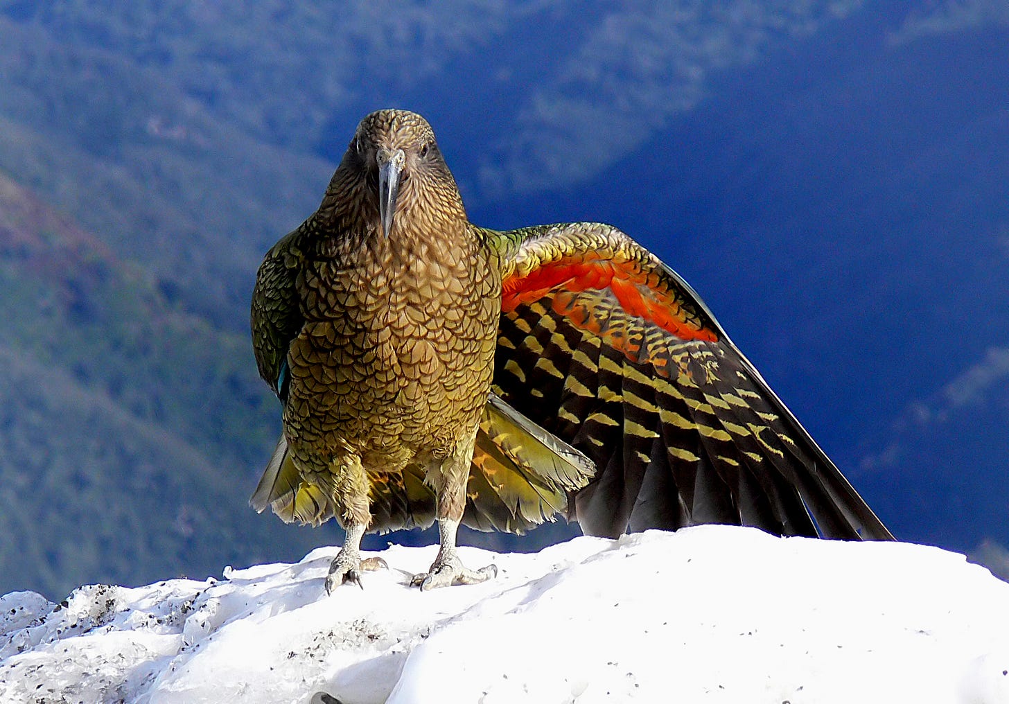 Kea with one wing open