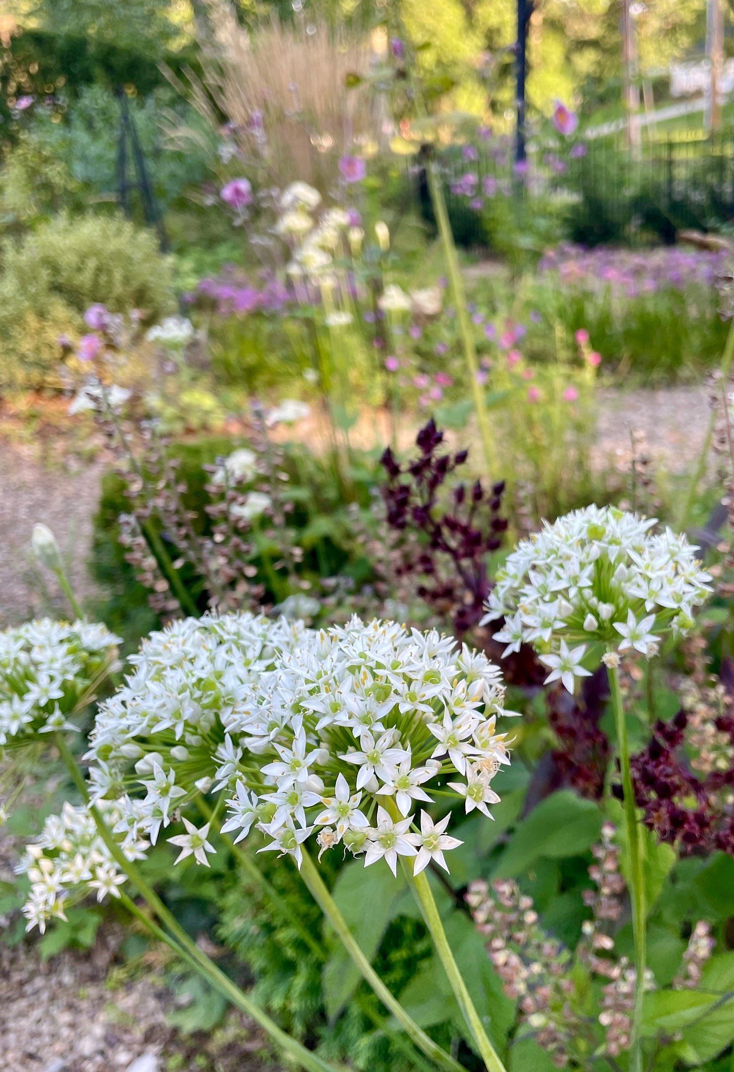 Garlic Chives (Allium tuberosum) needs to be pulled out before it reseeds everywhere but it makes for a nice lift to the August garden. Here it is with purple Penstemon foliage.