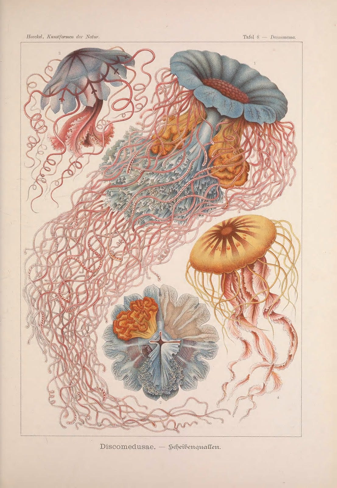 World Oceans Day: Ernst Haeckel and Art Forms in Nature – Biodiversity  Heritage Library