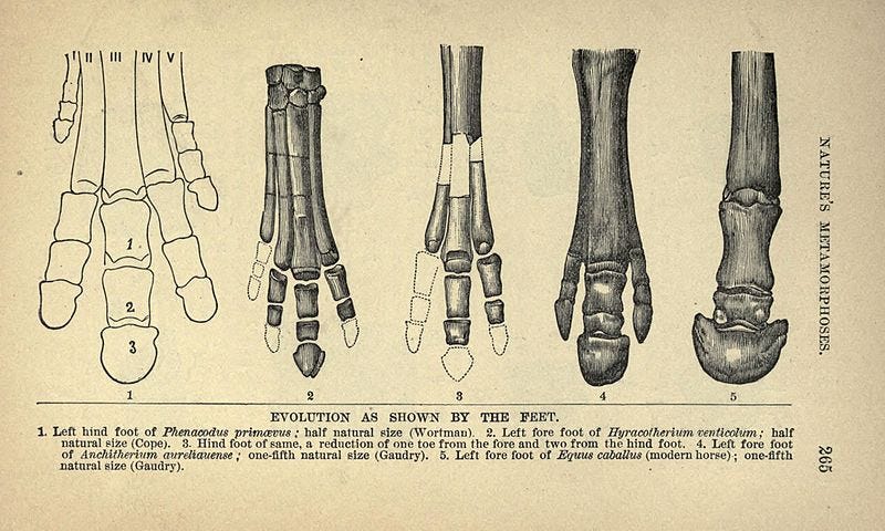 The Evolution of the Horse