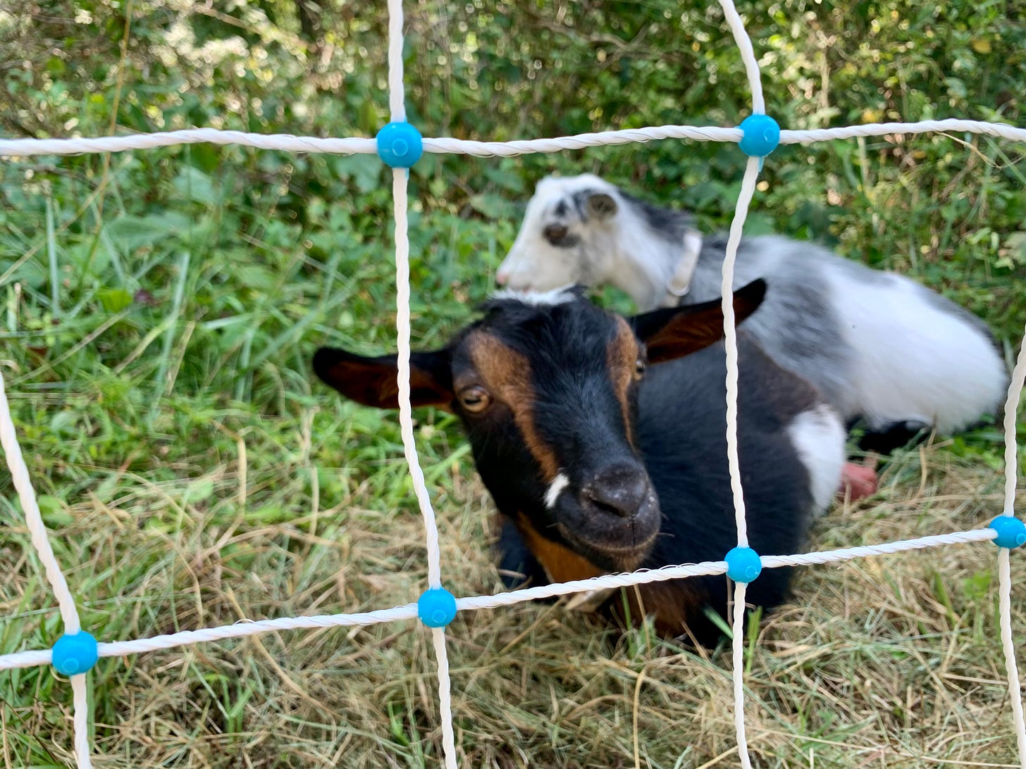 Two goats behind electric mesh fencing