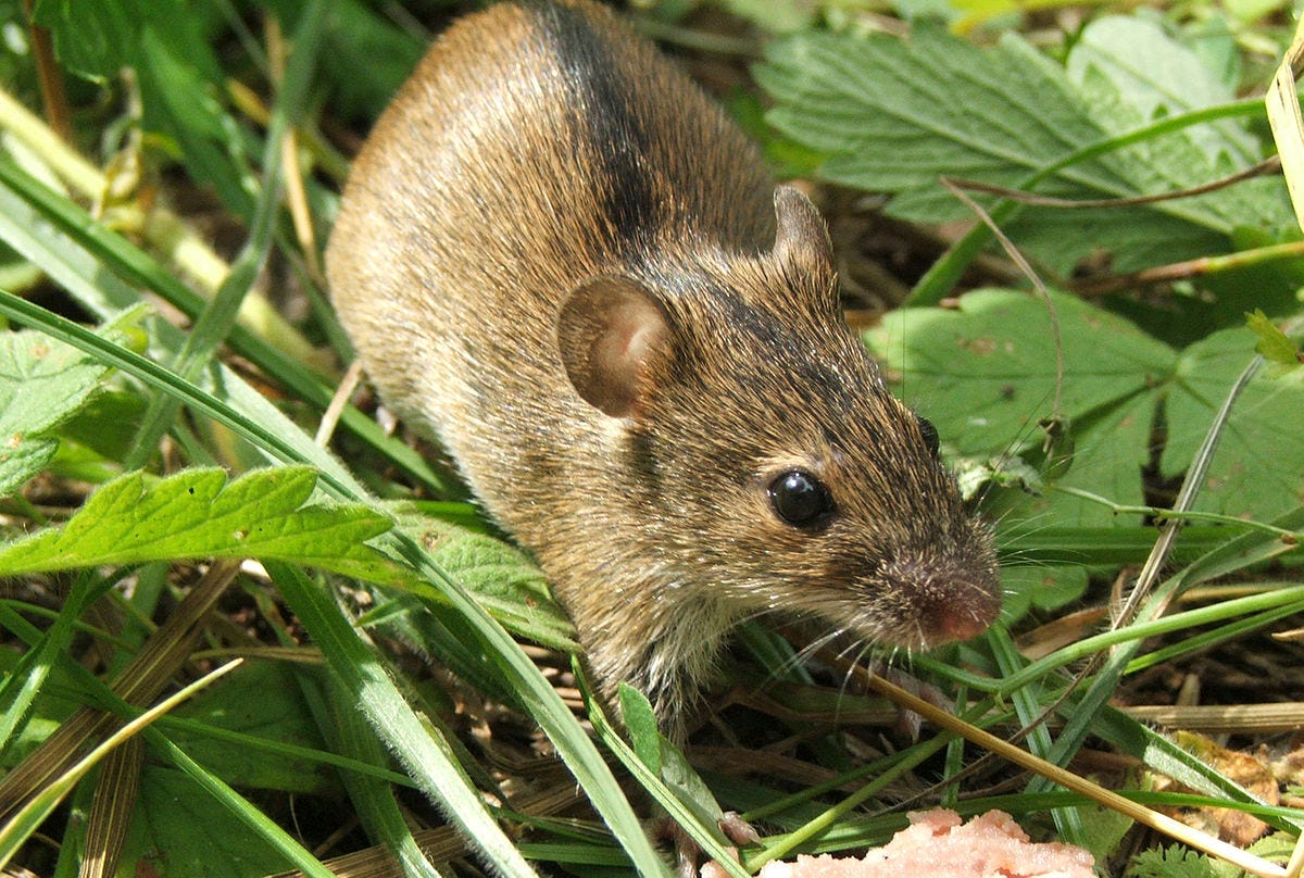 field mouse - Wiktionary