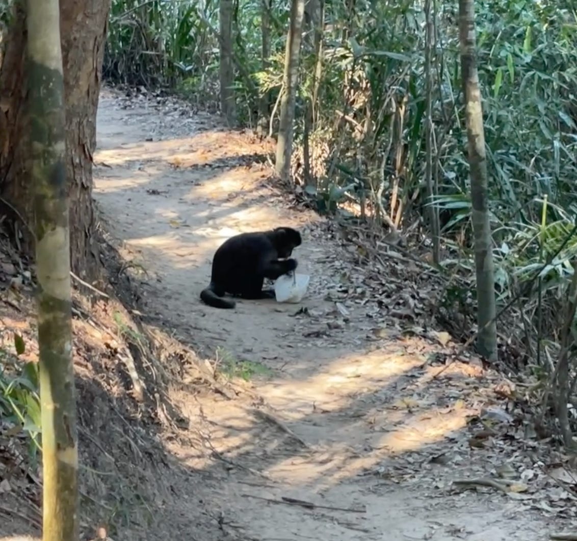 A monkey sitting on a trail in a forest holding a tupperware and trying to figure out how to use a spoon.