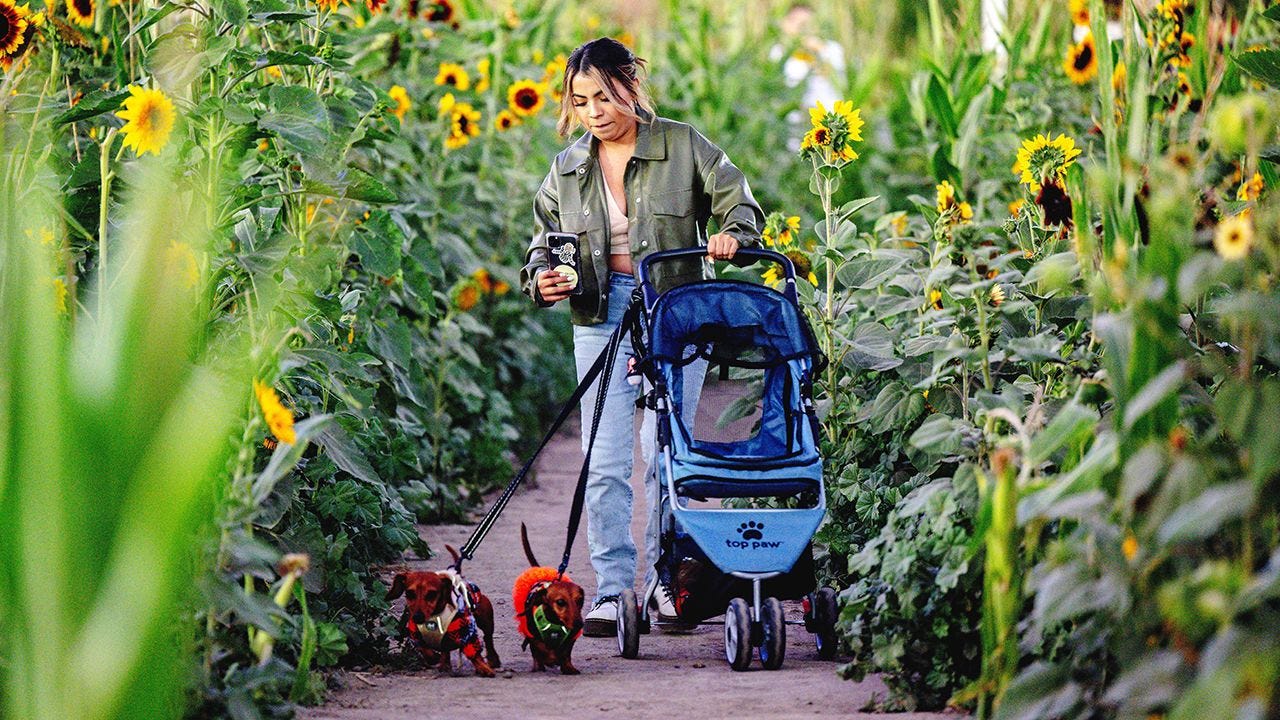 A woman walks her two dogs and pushes her dog stroller simultaneously.