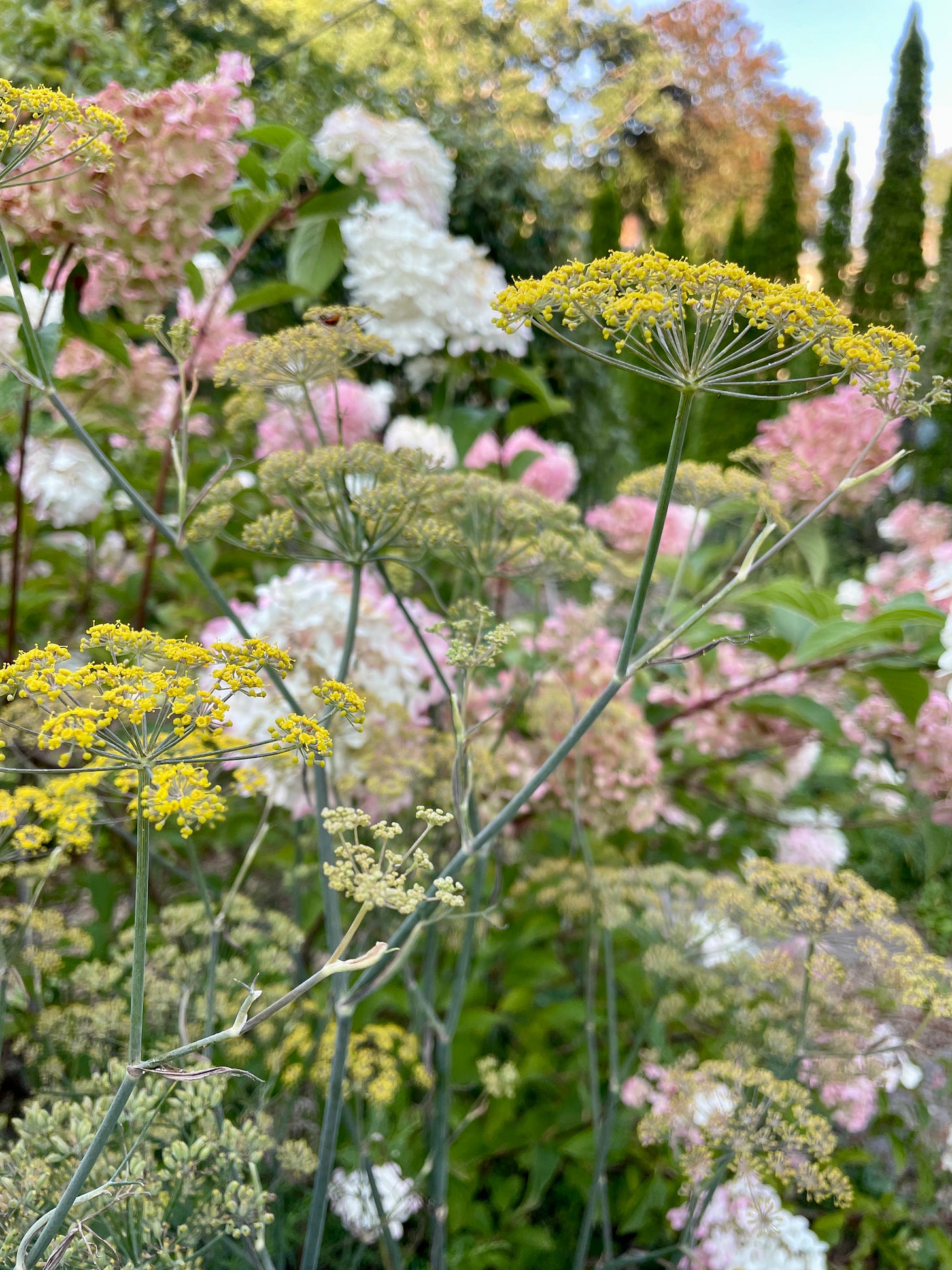 Bronze fennel and Hydrangea ‘Vanilla Strawberry’