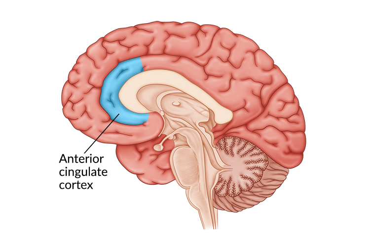 Anterior Cingulate Cortex Damage: Effects & Recovery