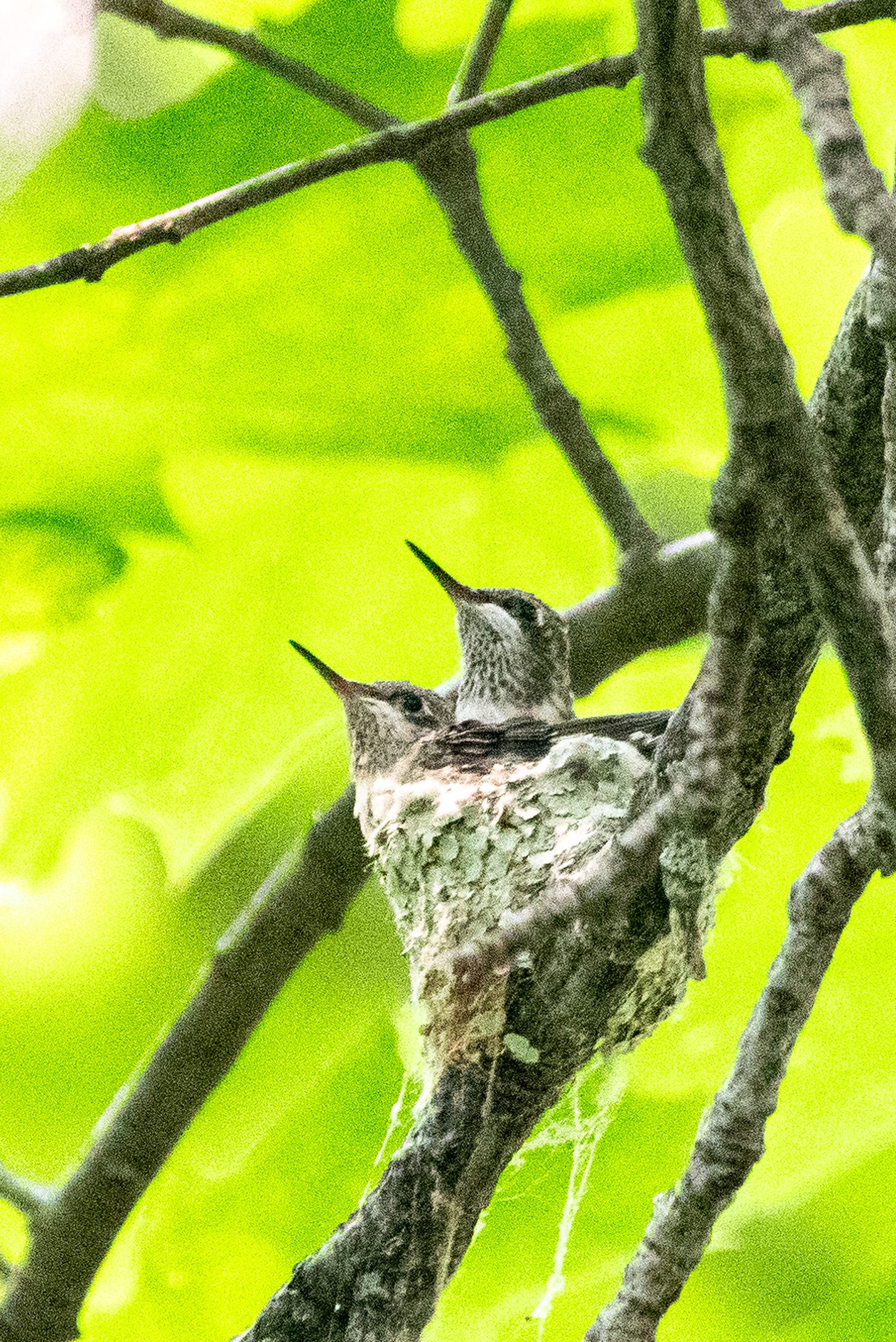 Two ruby-throated hummingbird nestlings wait for their mother to return