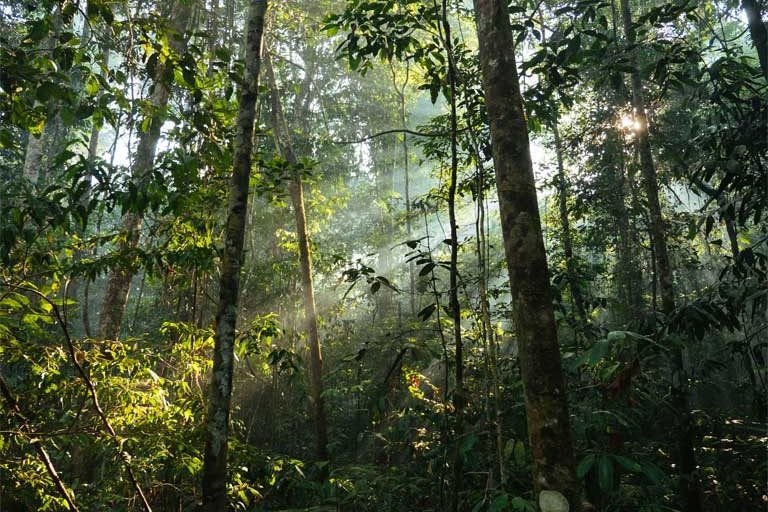 Degradação de habitats dizima espécies na Amazônia — mas uma região é  motivo de esperança