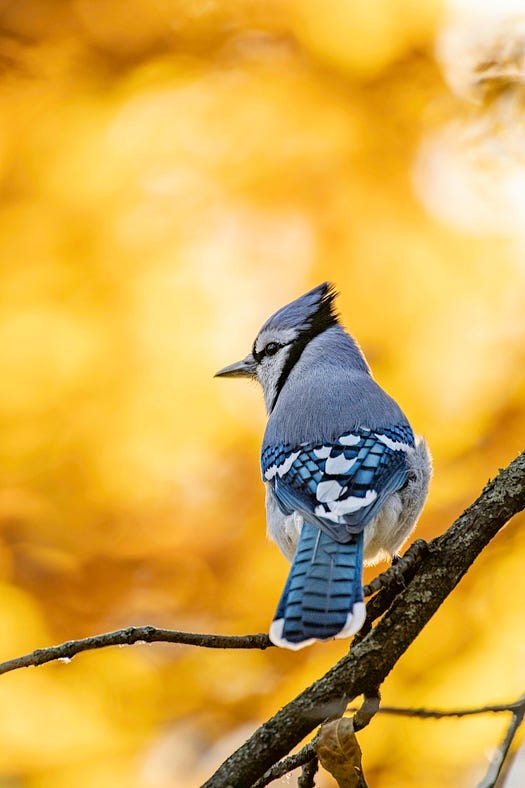 Bird on a branch.