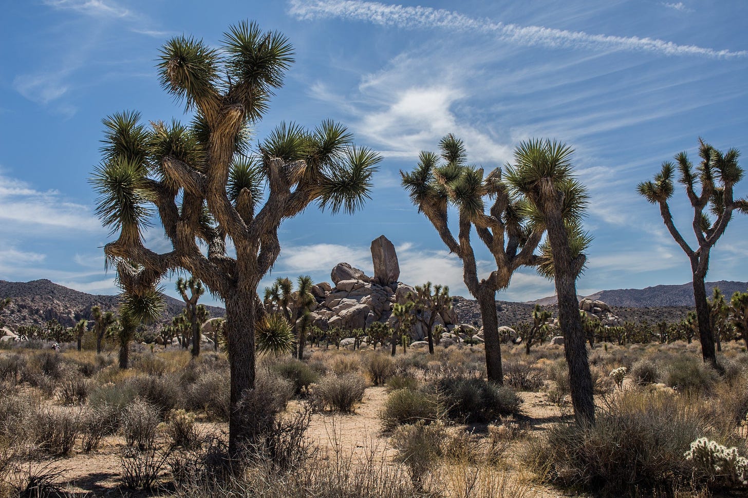 10 Facts About The Incredible Joshua Tree | tentree®