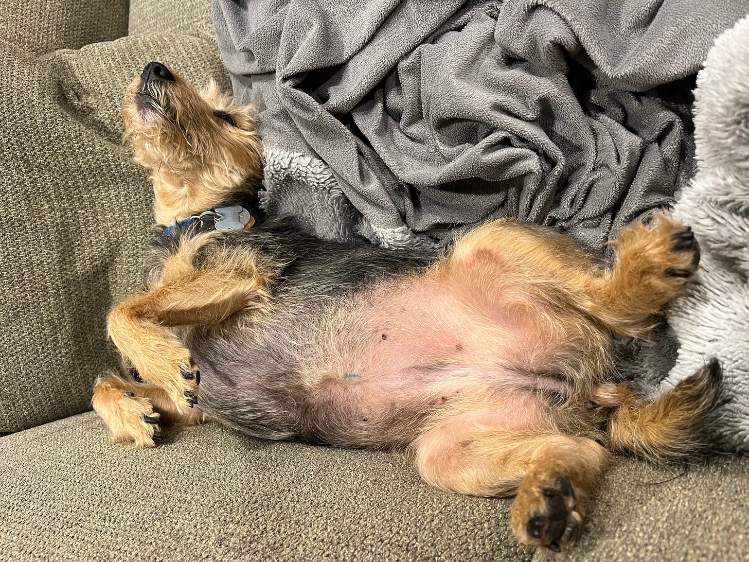 A black and tan terrier sleeping upside down on a couch