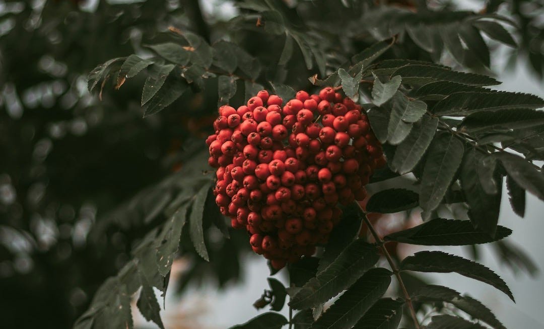 red berry fruit in selective focus photography