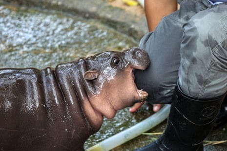 A baby pygmy hippo named Moo Deng: she is all we want to look at | Helen  Sullivan | The Guardian