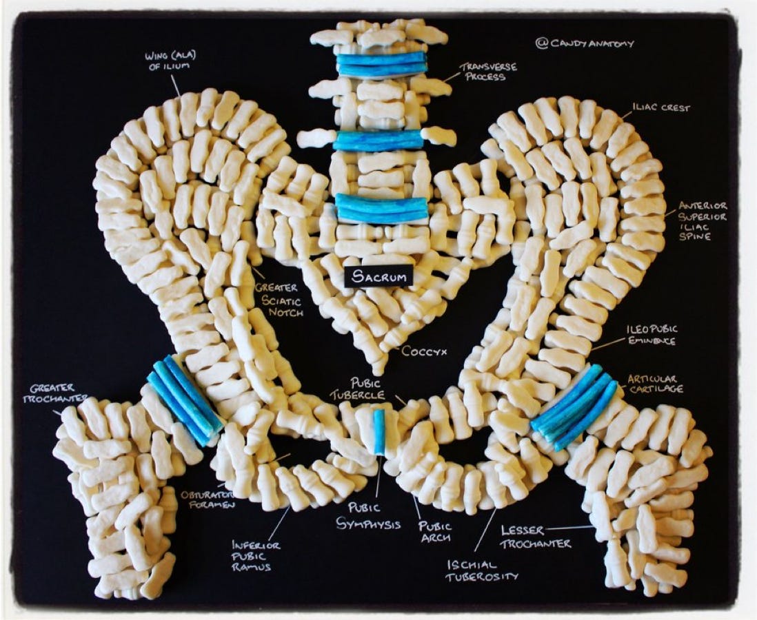 Mike McCormick is a doctor in Edinburgh who arranged candies in annotated anatomical portraits, such as this pelvis and hip bone structure. (Source: @candyanatomy) 