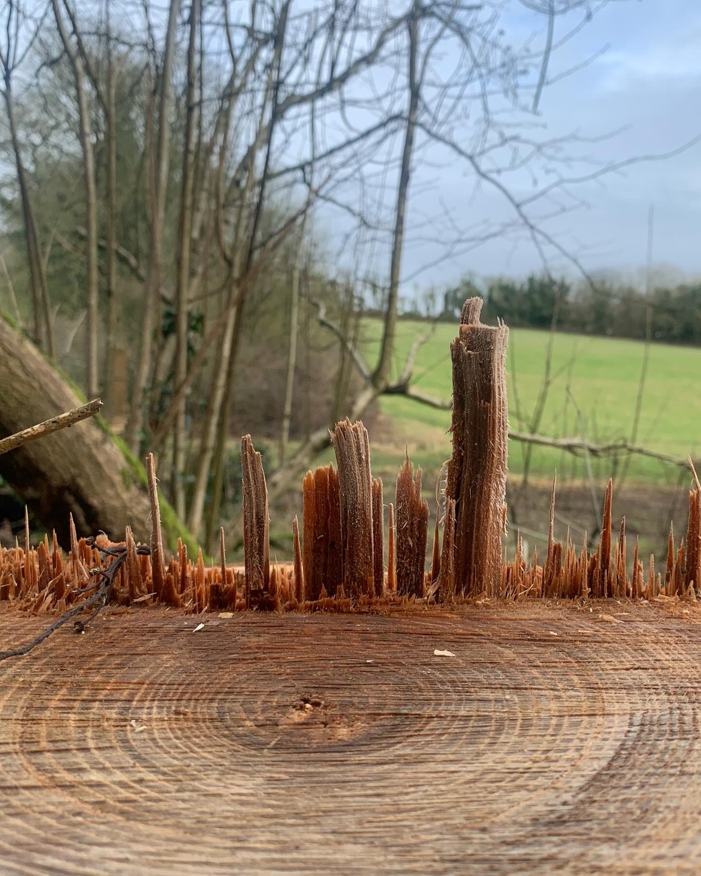 A photo of a tree stump with a line of splinters standing up straight like a cityscape