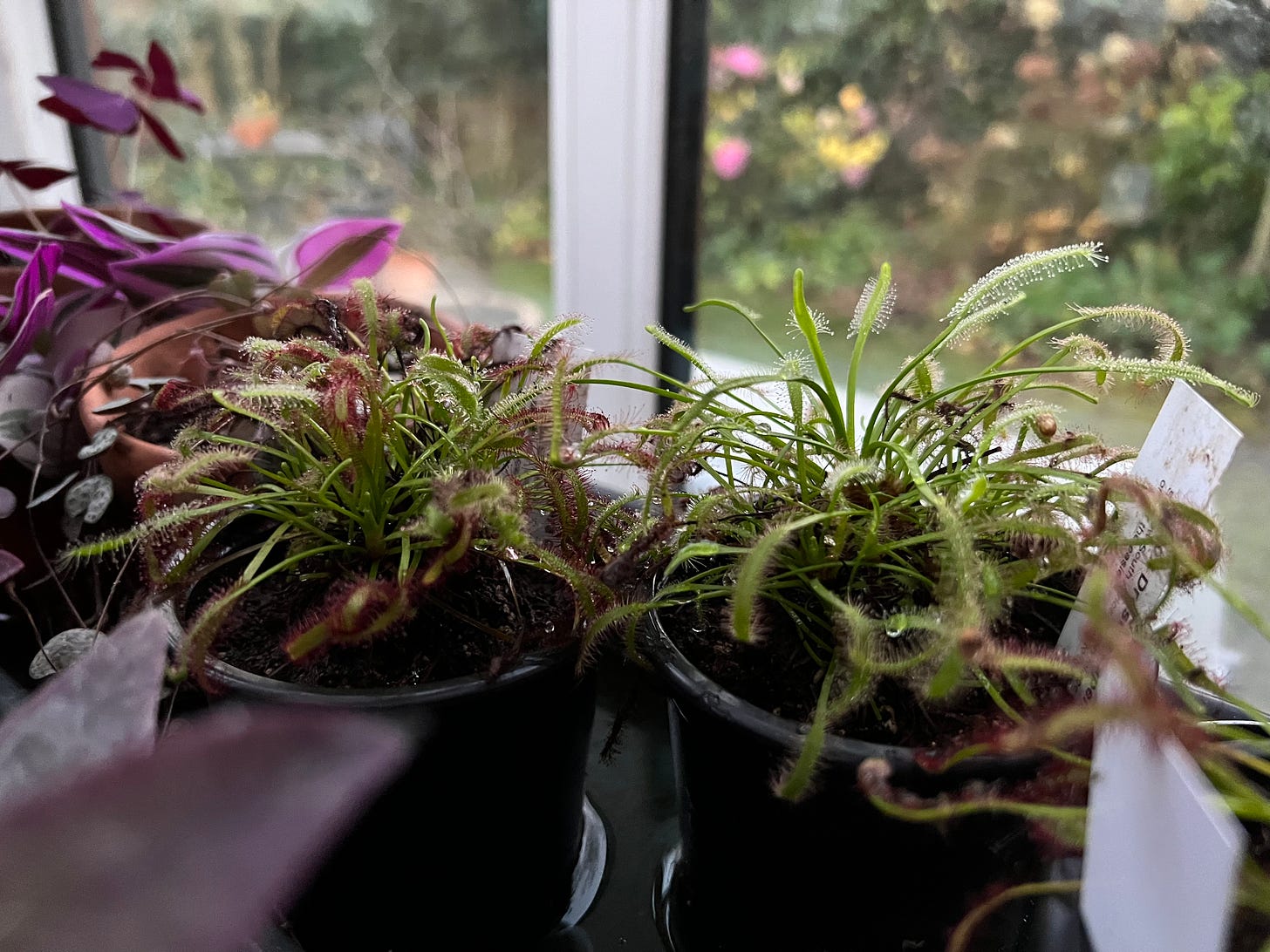 A pair of sundew plants on a windowsill, one with green leaves and one with red-tinged leaves; they are surrounded by other houseplants