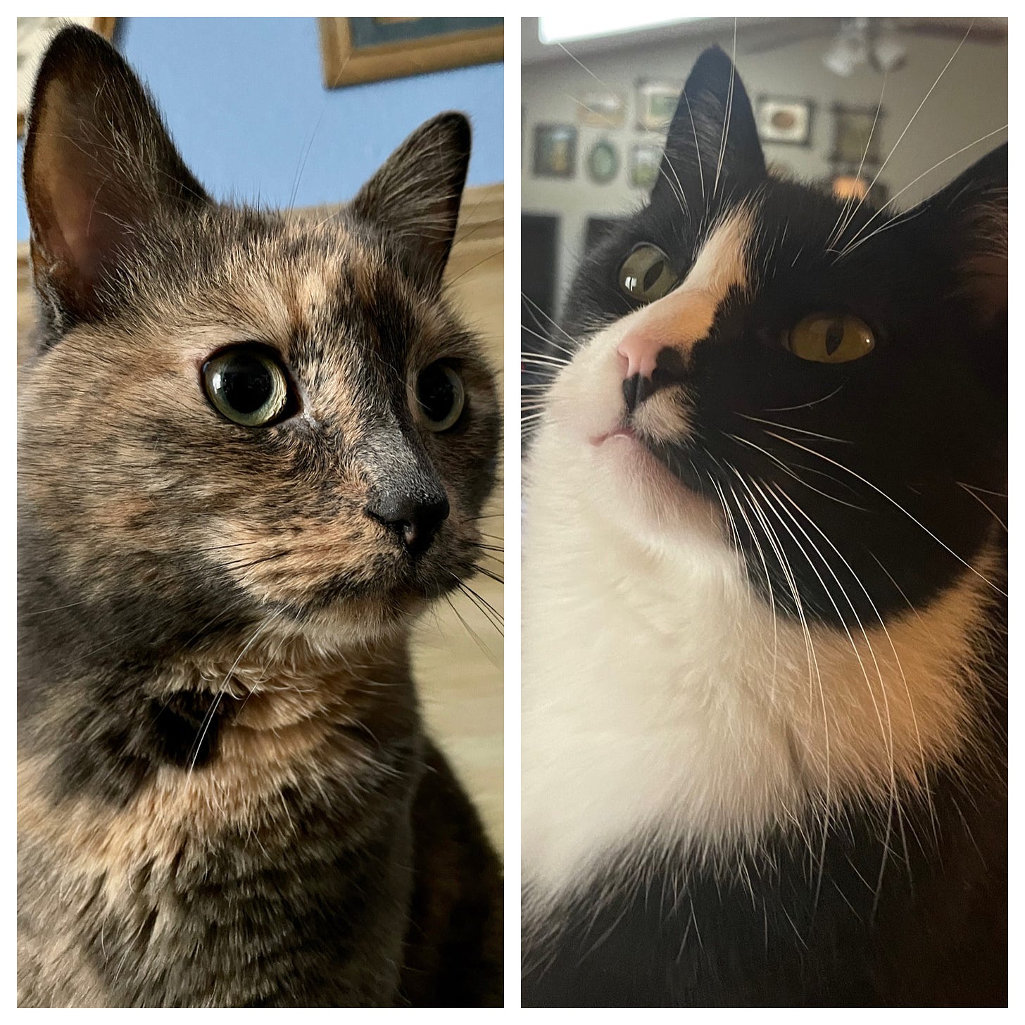 Left: a dilute tortoiseshell cat looking off to the right, alert and bright-eyed. She’s pretty and she knows it. Right: a tuxedo cat looking off to the left, chin held high. He’s glad the artist has come at last to make his official portrait.