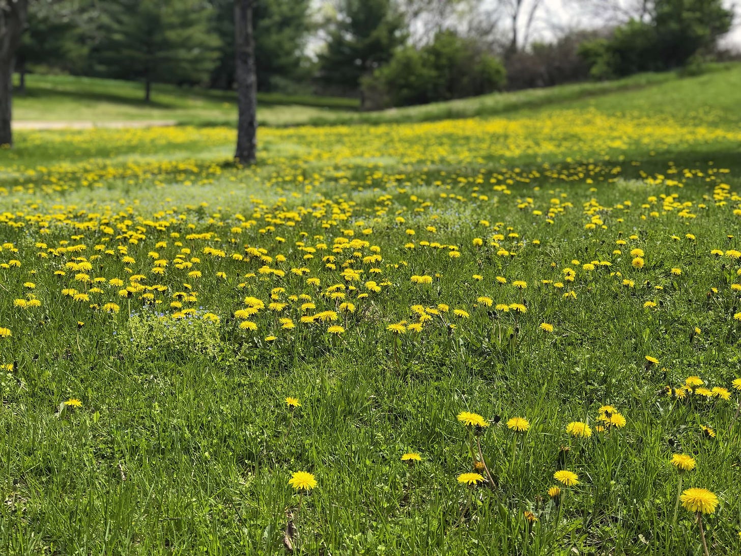 How to Get Rid of Crab Grass, Dandelions, and Other Lawn Pests