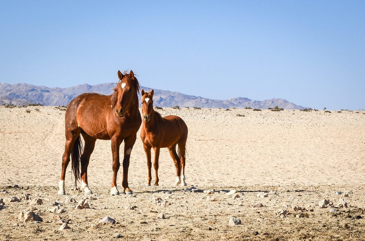 horse and foal standing in desert