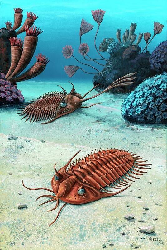 Two Trilobites Of The Devonian Art Print Two Trilobites Of The Devonian Art Print