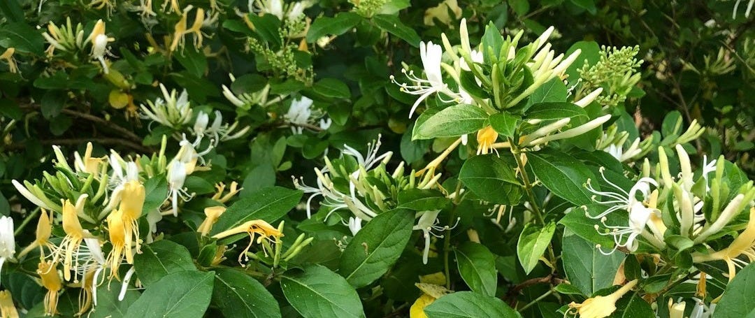 green leaves and white/yellow flowers from a honeysuckle bush