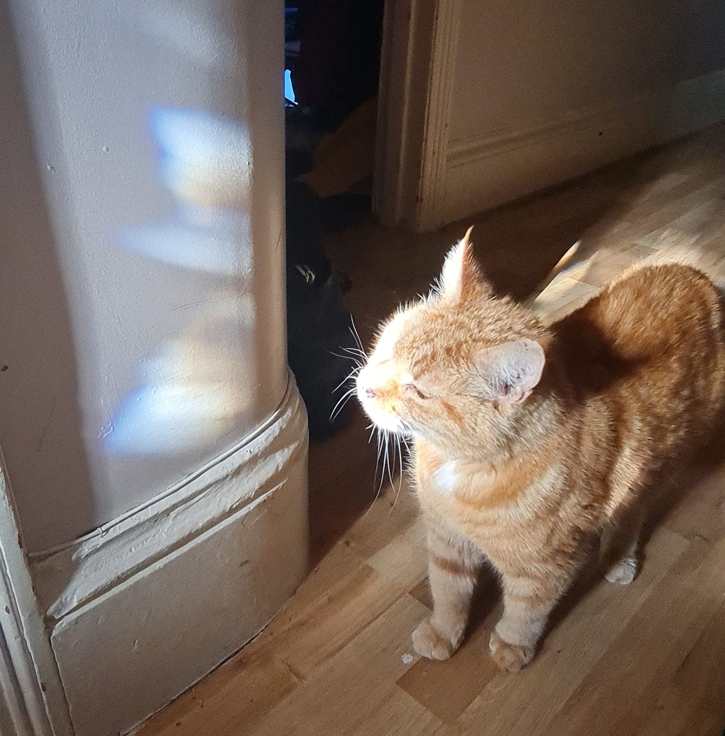 A ginger cat with his face bathed in the light of a rainbow reflecting off the wall