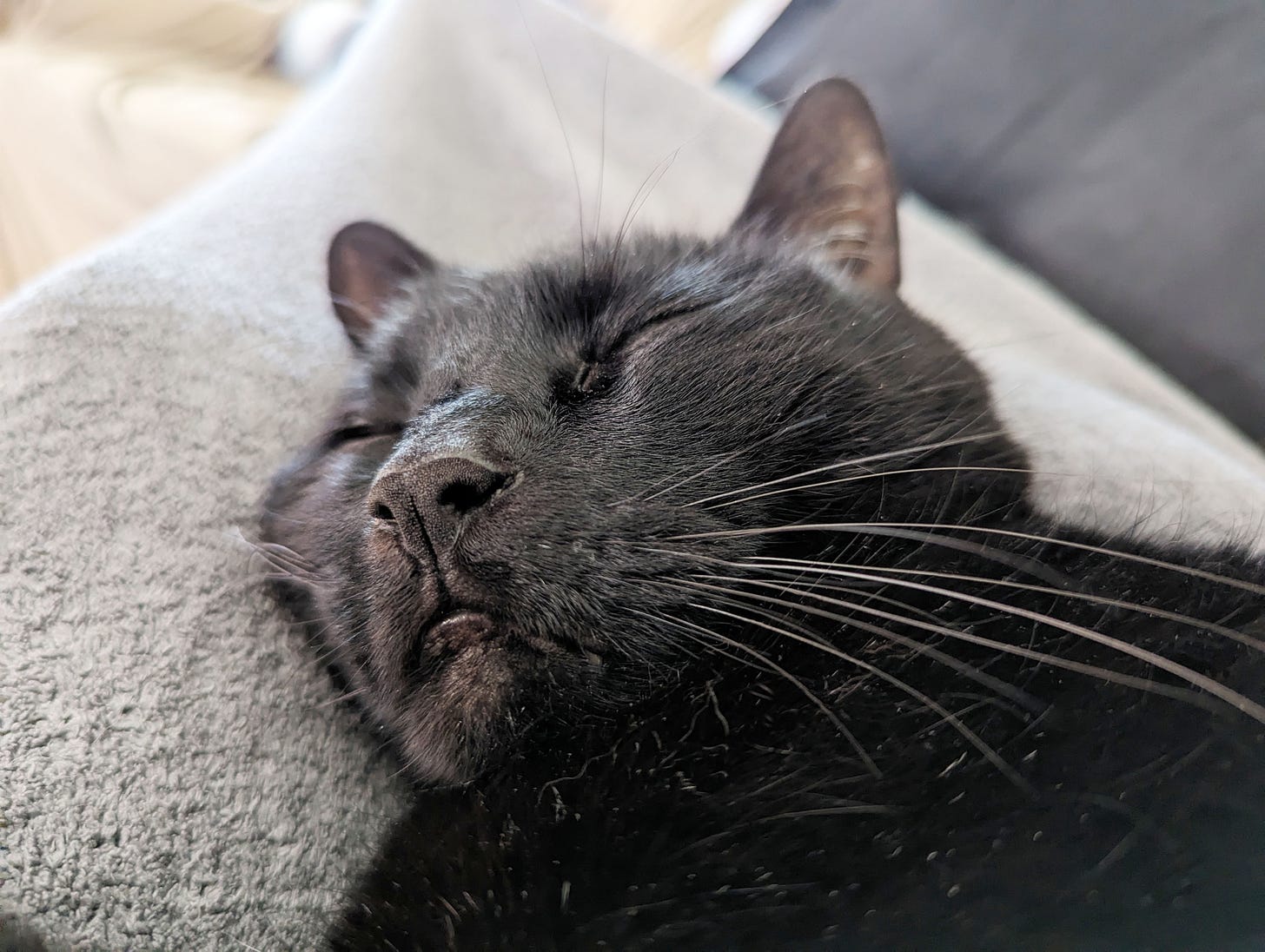 A black cat sleeps on a gray blanket. We see his face from a low angle.