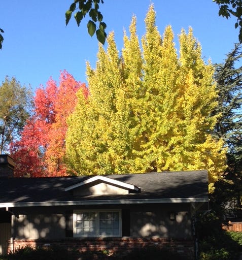 Gingko for post