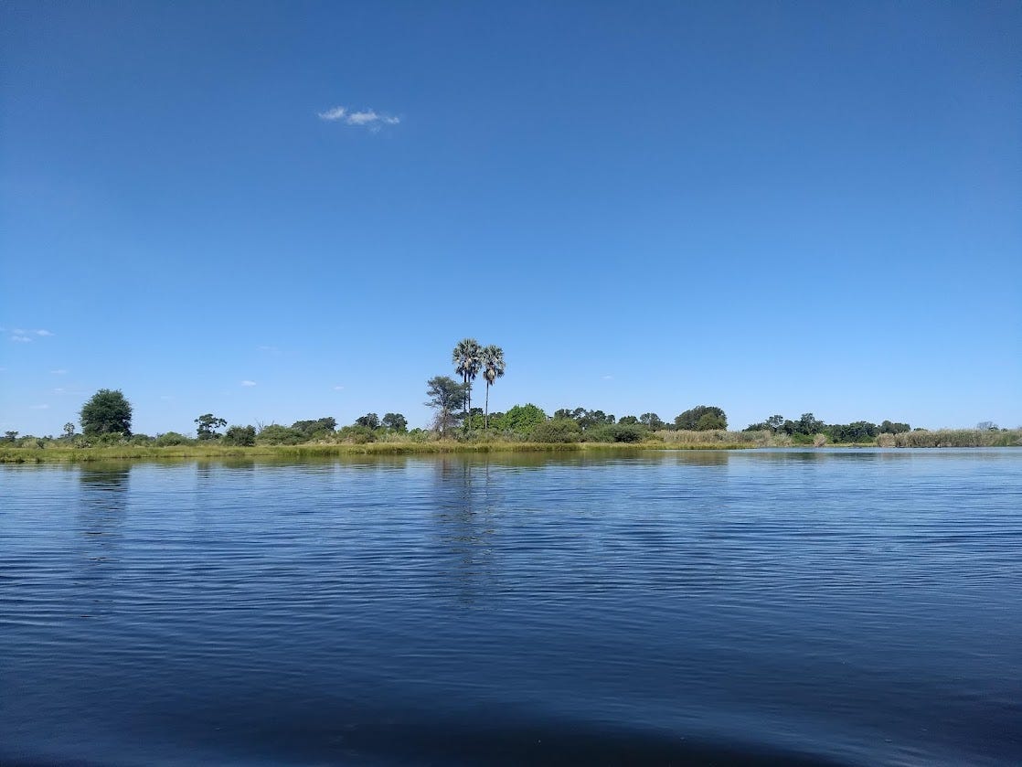Looking across an expanse of shallow water to an island in the Okavango Delta. This dry spot in a watery world has a few palm trees and numerous lower trees and shrubs.