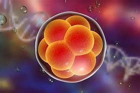 Image result for human embryo