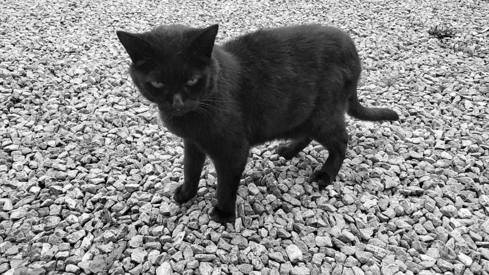 A black cat looking annoyed standing on a gravel driveway