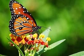 Image result for butterflies