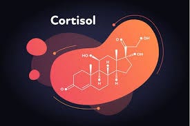 cortisol known as the stress hormone ...